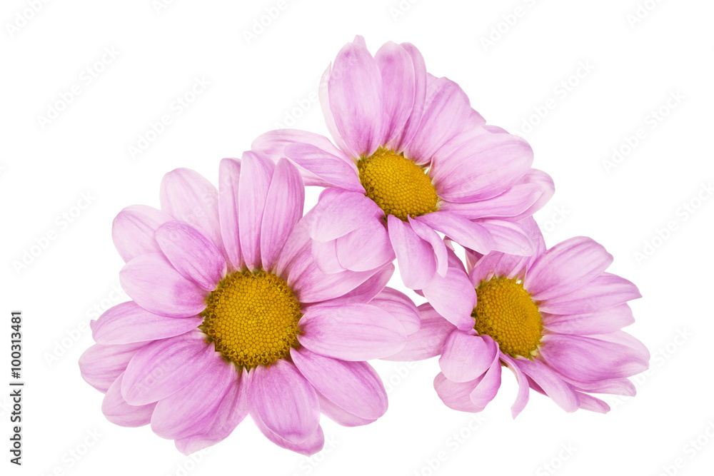 Pink chrysanthemum flower isolated on white background