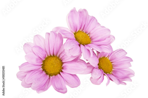 Pink chrysanthemum flower isolated on white background