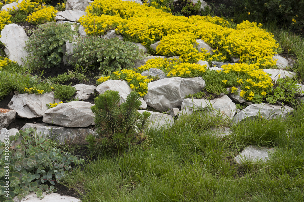 Yellow flowers in the flower bed.