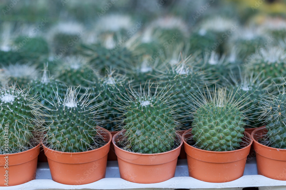 Cactus was kept in pots in a row, beautiful. Cactus was kept in pots in a row, beautiful.