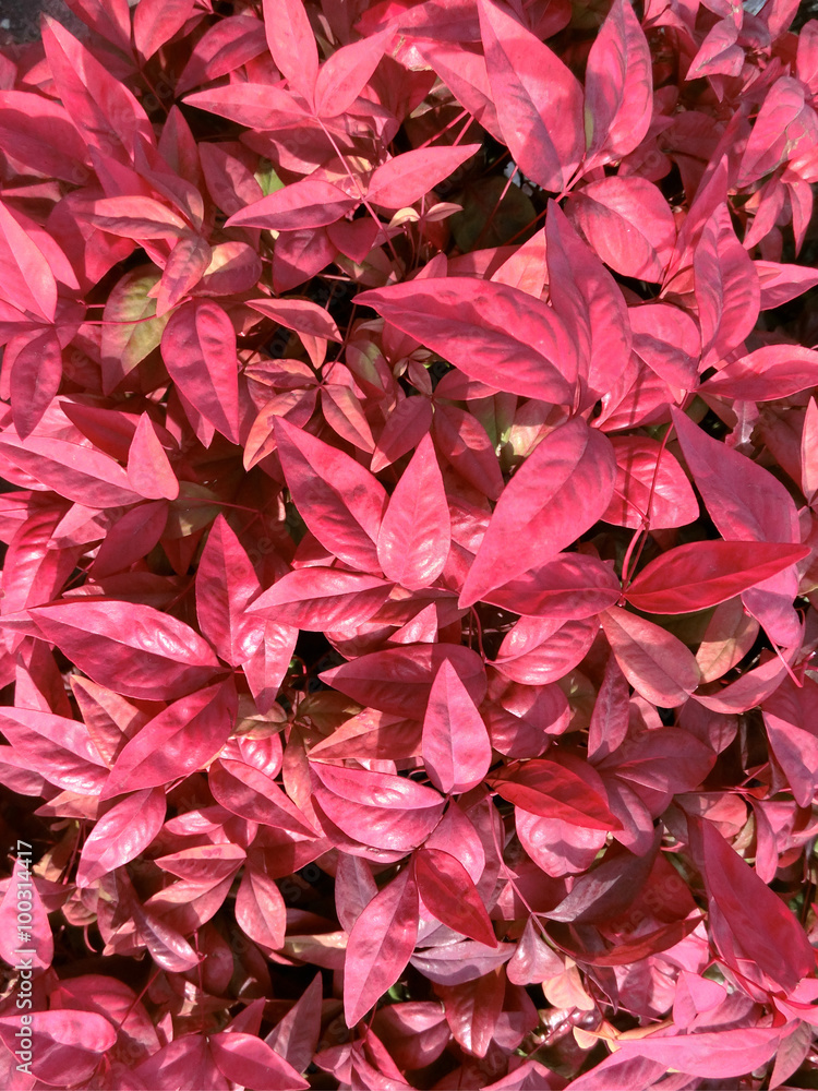 Red leaves Red leaves