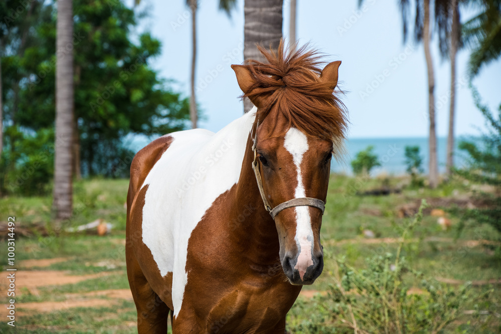 Obraz premium Brown and white horse at the land near beach