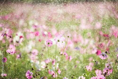 Beautiful cosmos flower with rain, vintage style