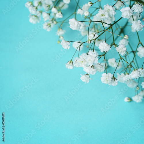 White flowers on blue backg...