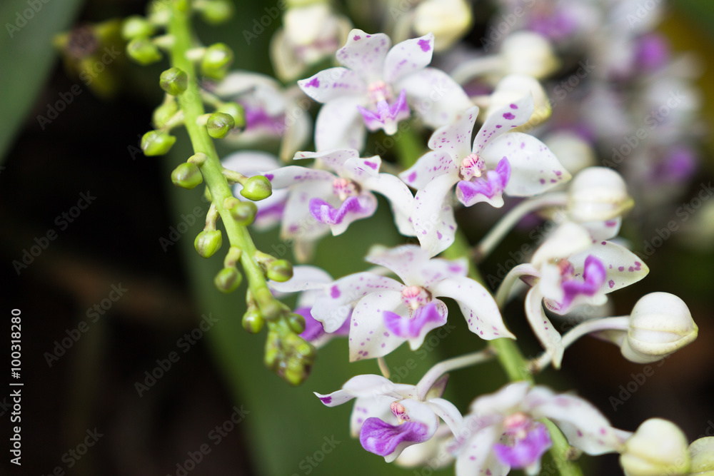 Wildflower orchid,Orchids Changkra,Rhynchostylist gigantea Wildflower orchid,Orchids Changkra,Rhynchostylist gigantea