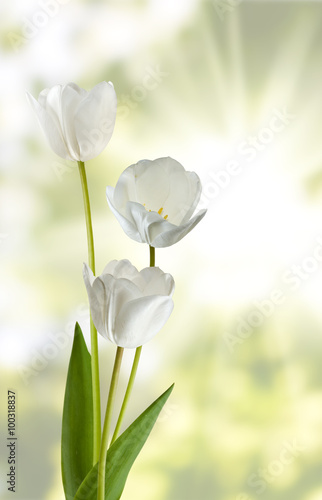 Fototapeta Naklejka Na Ścianę i Meble -  Image of beautiful flowers in a park close-up