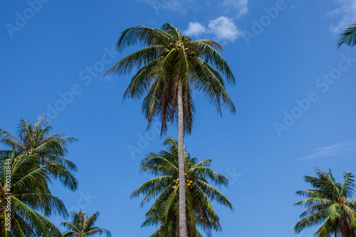 Coconut trees with sky background