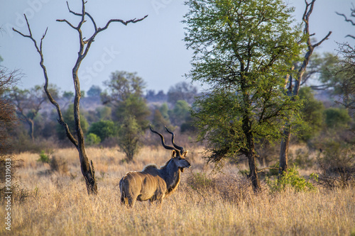 Greater kudu in Kruger National park © PACO COMO