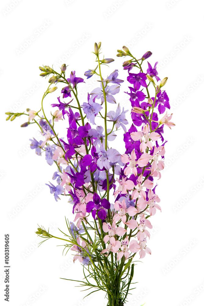 Fototapeta premium Wild flowers isolated