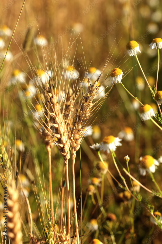 The blossoming camomile flower growing on a summer field.