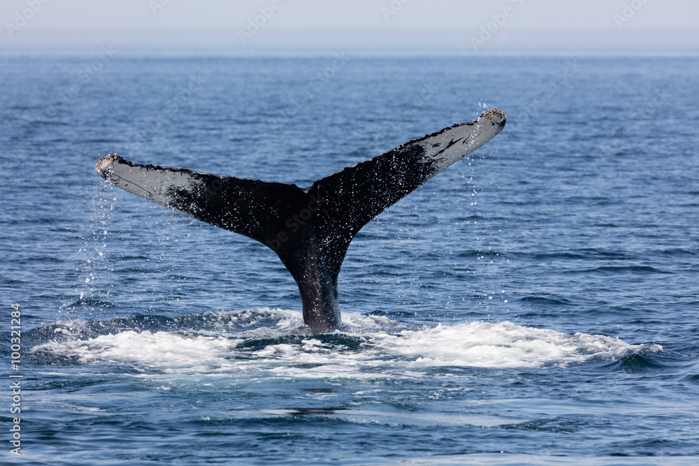 Fototapeta premium Tail of Whale, Cape Cod
