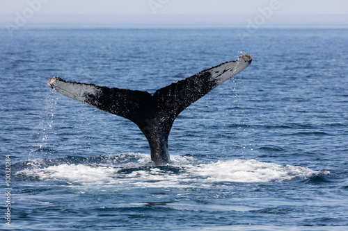 Tail of Whale, Cape Cod