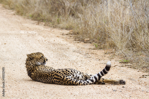 Cheetah in Kruger National park