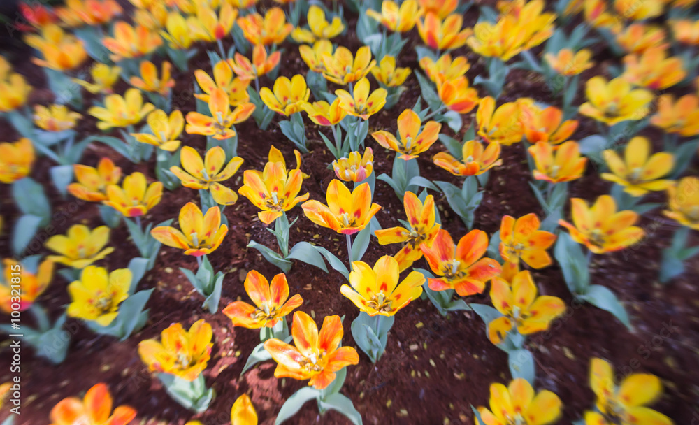 orange tulip orange tulip