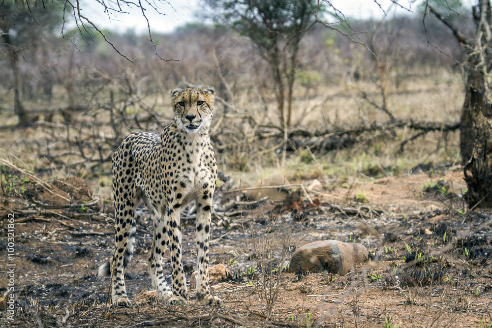 Naklejka premium Cheetah in Kruger National park