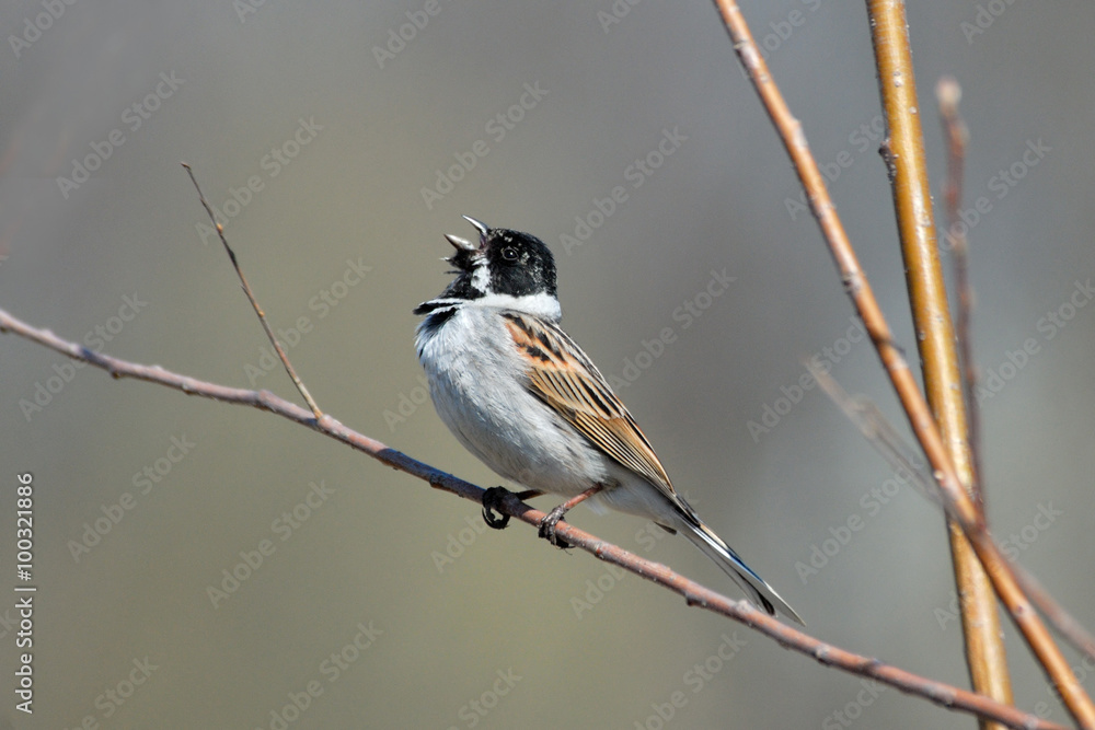 Obraz premium Singing Reed Bunting