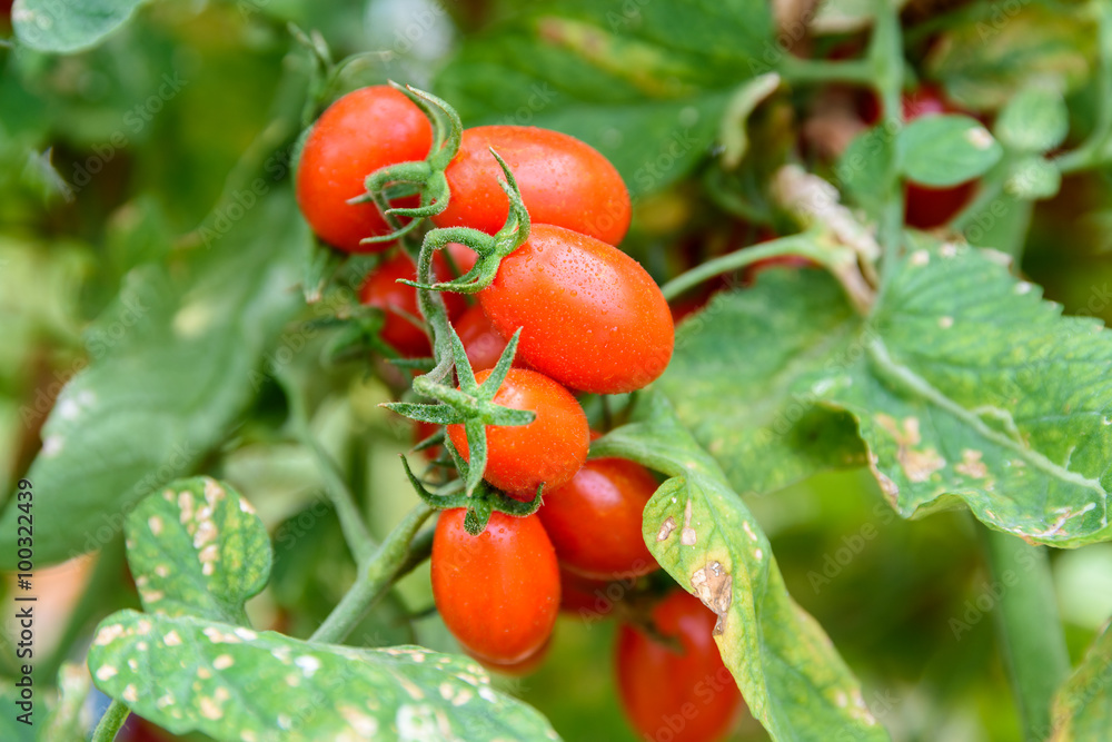 Red Cherry Tomatoes On A Vine In Greenhouse