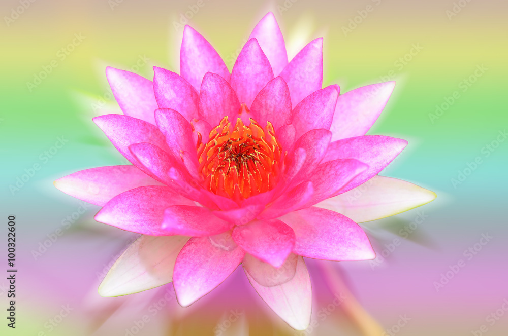 Beautiful lotus pattern for background blurred color gradation..