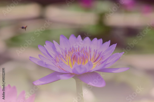 Beautiful lotus pattern for background blurred color gradation..