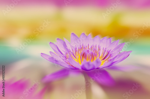 Beautiful lotus pattern for background blurred color gradation..