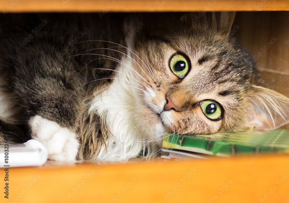 cute red cat lying in the closet on the shelf with things