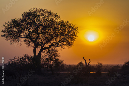 Sunrise landscape in Kruger National park  South Africa