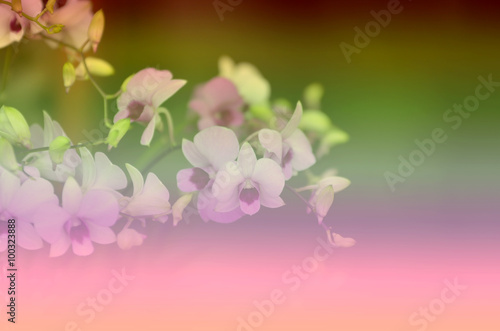 Beautiful floral patterns Vintage background blur for Gradient..