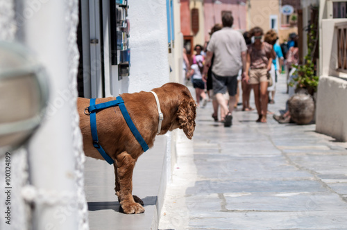 Greece, Santorini, Sad dog © white85