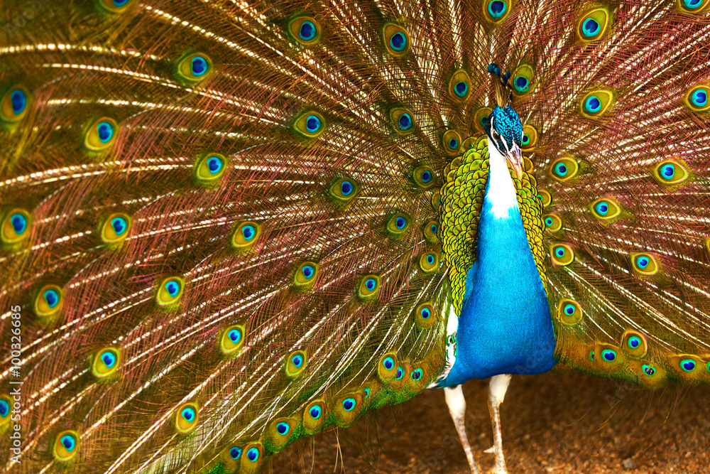 Naklejka premium Birds Of Thailand. Closeup Of Beautiful Bright Colorful Peacock With Feathers Out. Animals Of Asia. Travel And Tourism. 