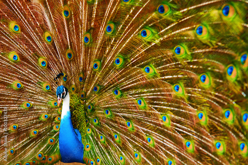 Naklejka premium Birds, Animals. Closeup Portrait Of Bright Colorful Male Peacock With Expanded Feathers. Travel To Thailand, Asia. Tourism. 