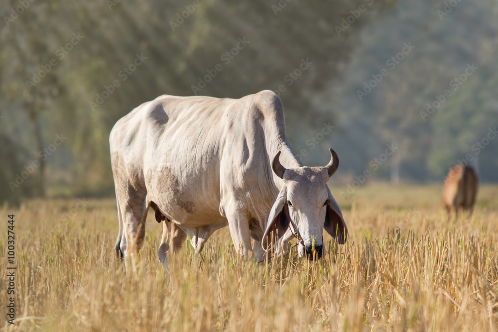 Cows are eating rice straw After harvest. Cows are eating rice straw After harvest.