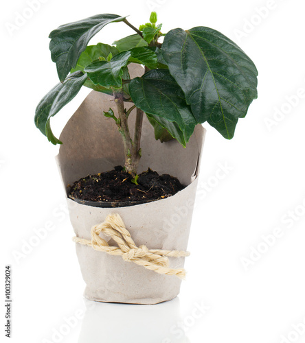 Hibiscus houseplant in paper packaging, isolated on white backgr