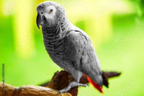 Birds, Animals. Closeup Portrait Of African Grey Parrot ( Psittacus Erithacus ) Or Jako. Travel To Thailand, Asia. Tourism. 