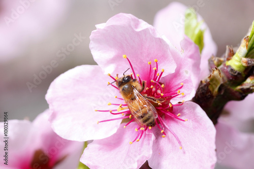 The bee collect nectar on the peach blossom
