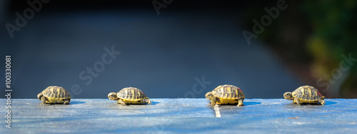 Konstfotografi quatre jeune tortues en file indienne