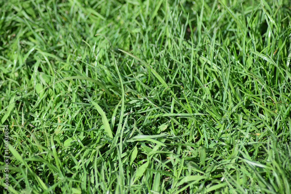 Field of young green barley Field of young green barley