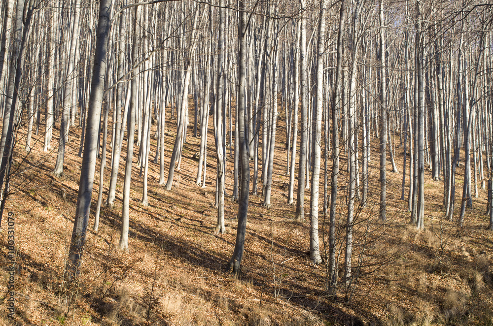 Young autumn sunny beech forest Young autumn sunny beech forest