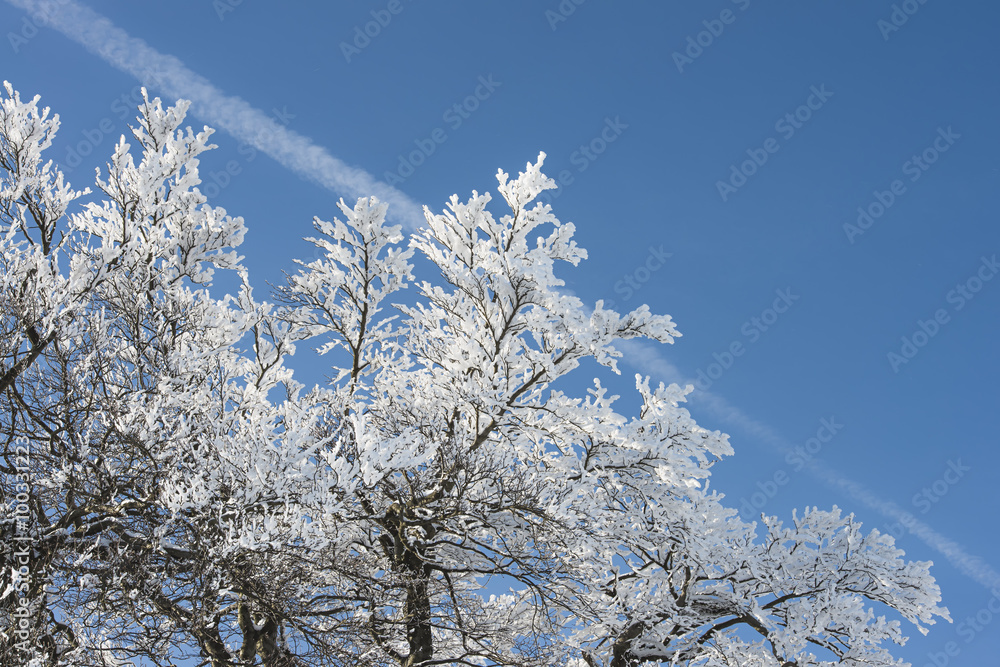 Baum mit Raureif, blauer Himmel und Kondensstreifen im Hintergrund Baum mit Raureif, blauer Himmel und Kondensstreifen im Hintergrund