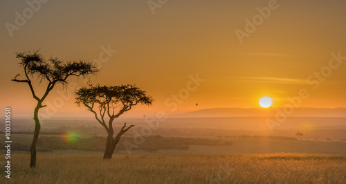 Acacia africana al tramonto
