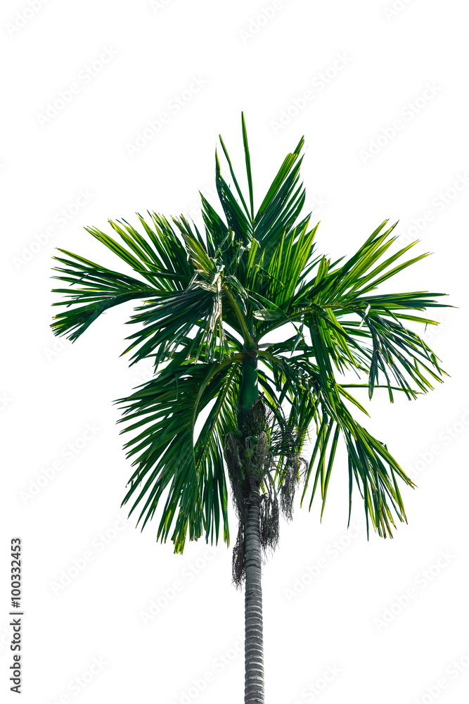 betel palm tree on white on white background betel palm tree on white on white background