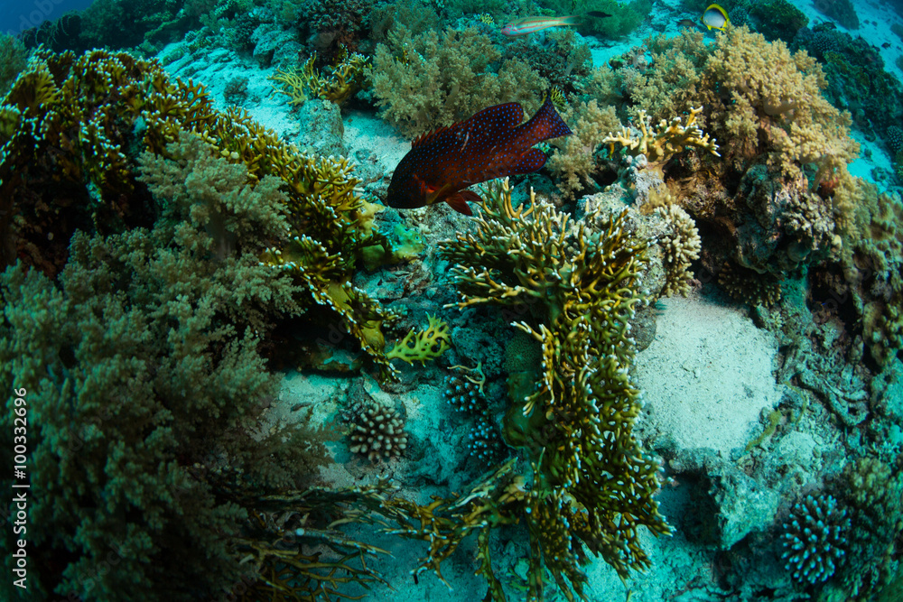 Fototapeta premium Coral grouper
