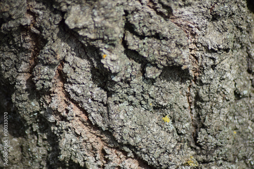 Background from tree bark