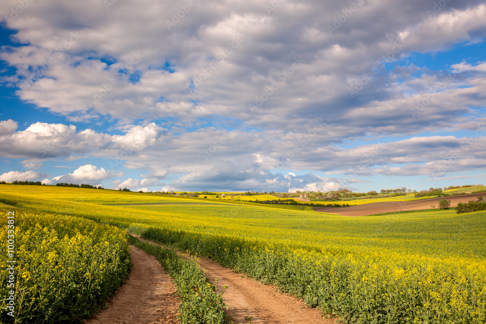 Yellow flowering fields and ground road overlooking a valle
