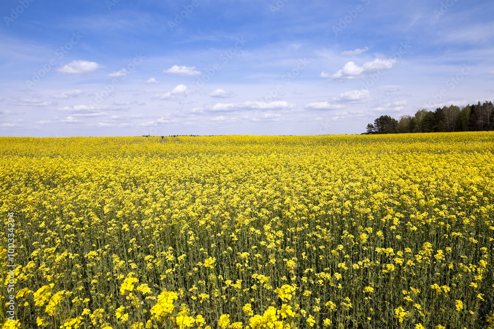 Field with rape Field with rape