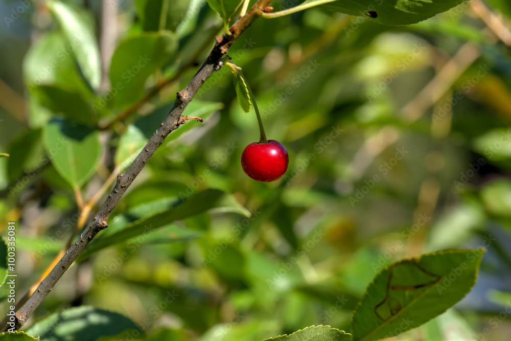 The ripening cherry berries in a summer garden.