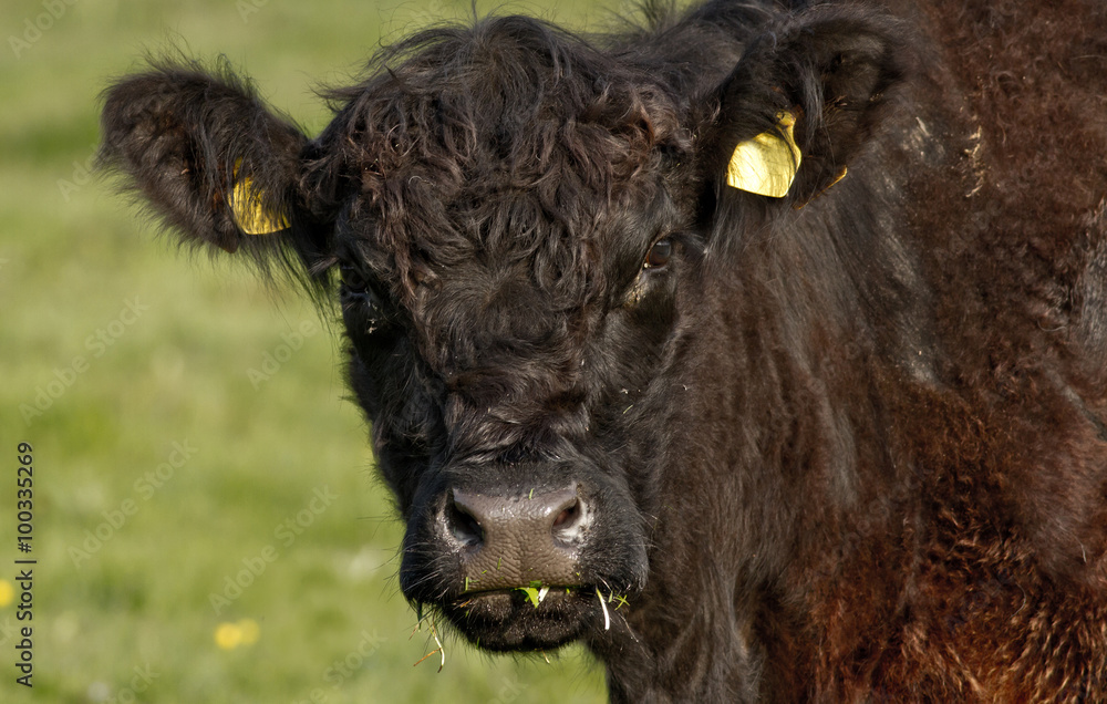 Fototapeta premium Cow Portrait