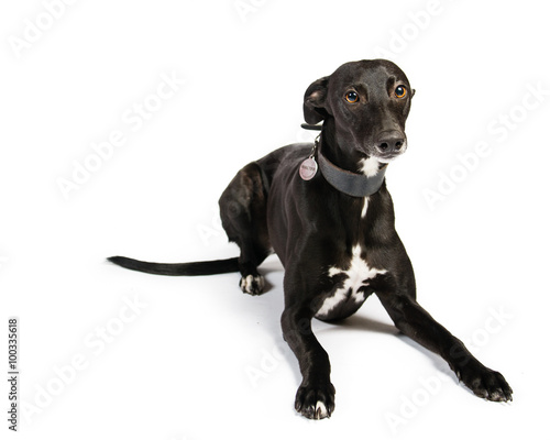 Whippet on a white background