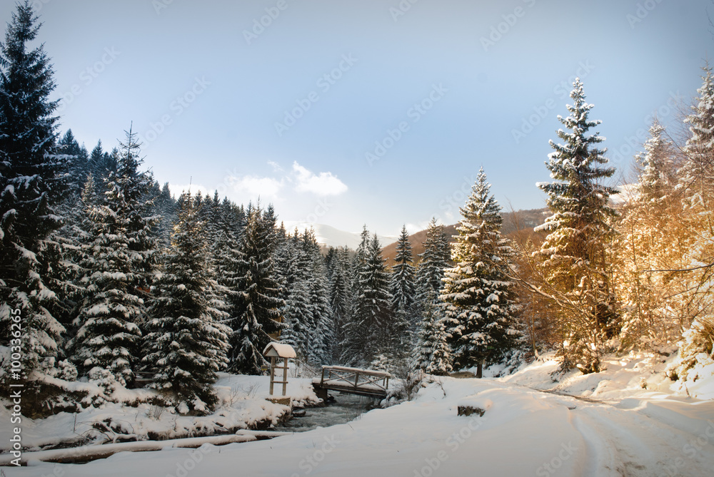 Winter fir-tree forest Winter fir-tree forest