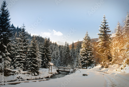 Winter fir-tree forest 