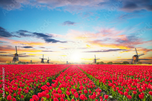 Vibrant tulips field with Dutch windmill #100338647